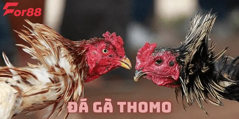 Lý do tại sao người chơi nên tham gia đá gà thomo trực tuyến?